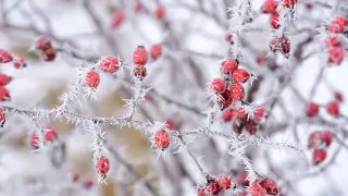 35-degree cold hits Kazakhstan