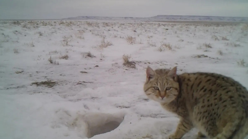 Video frame: Lada.kz