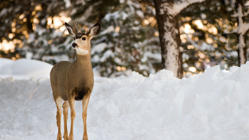 © Depositphotos.com