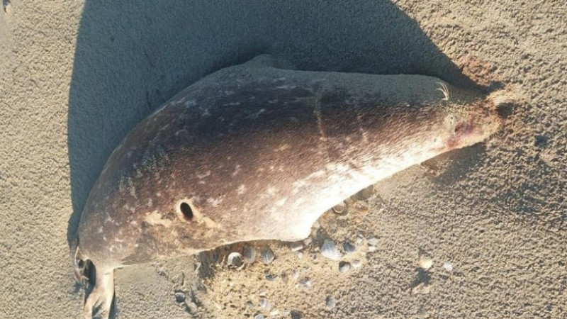 Photo: instagram.com/fishcommitteekz