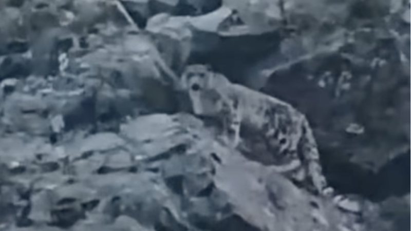 Image created from video frames