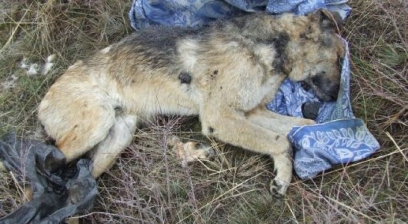 © Алексей Божков\yk-news.kz