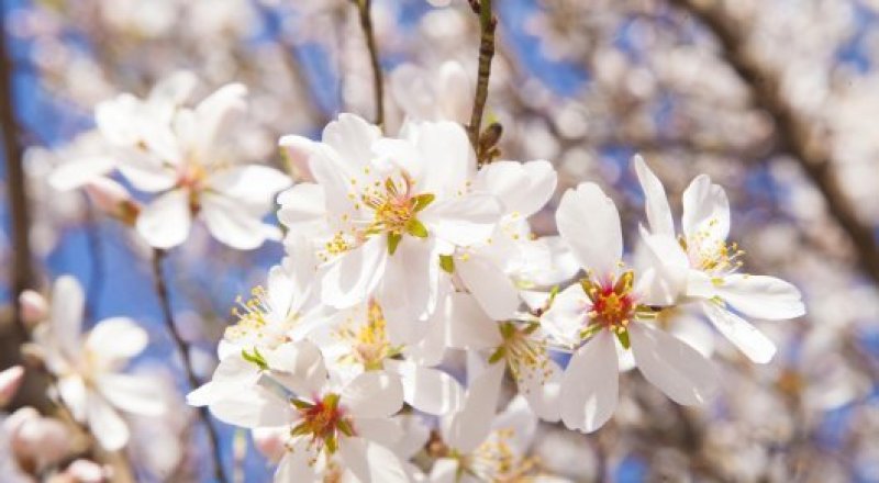 © Тұрар Қазанғапов