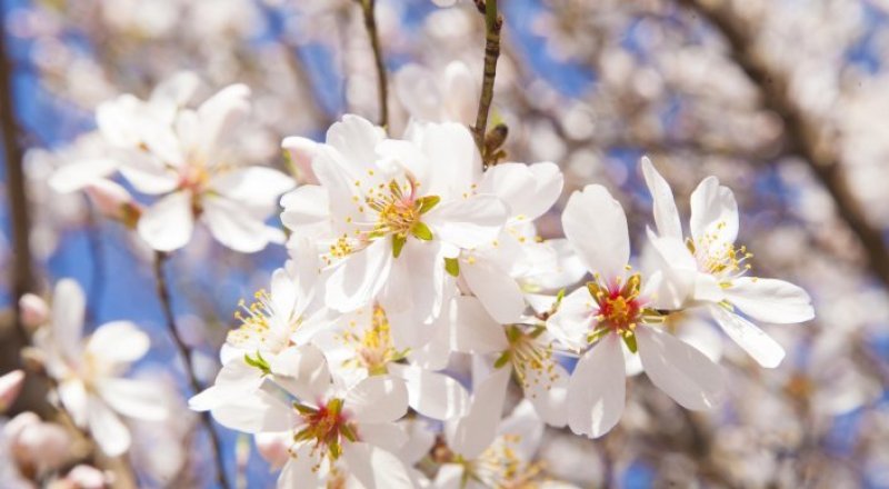 © Тұрар Қазанғапов