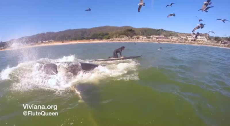 © Youtube кадрынан алынған сурет