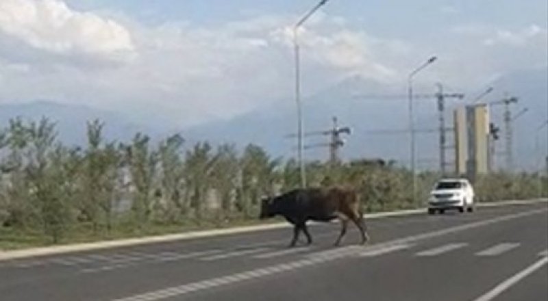 видеодан үзінді