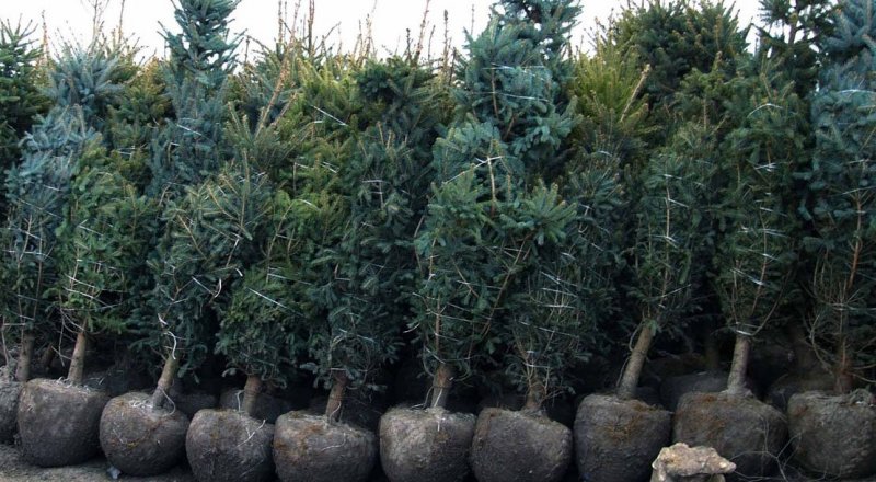 Көрнекі сурет. © 7dach.ru