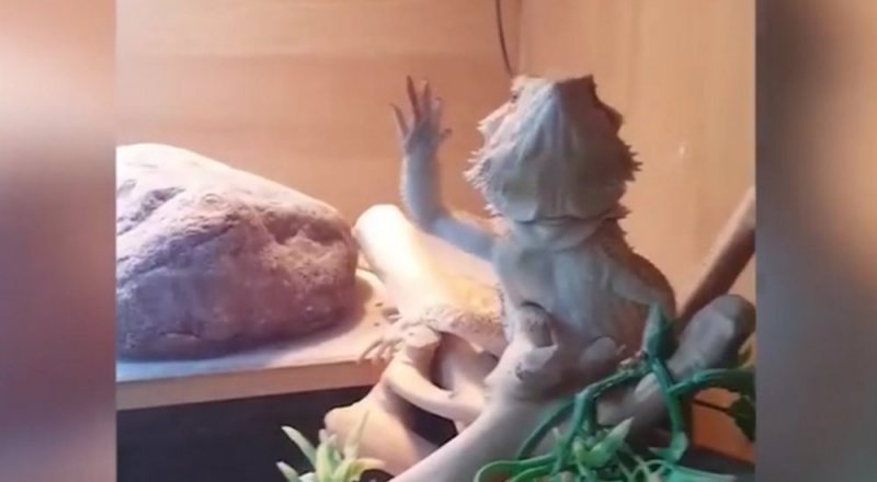 видеодан үзінді