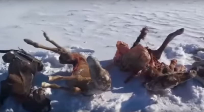 Видео үзіндісі