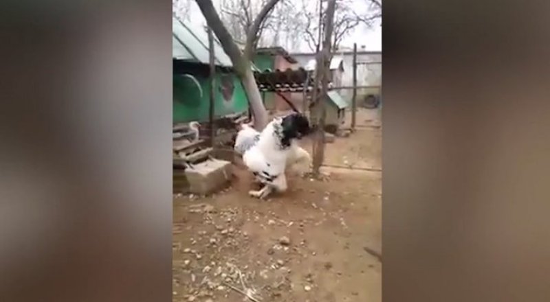 видеодан үзінді