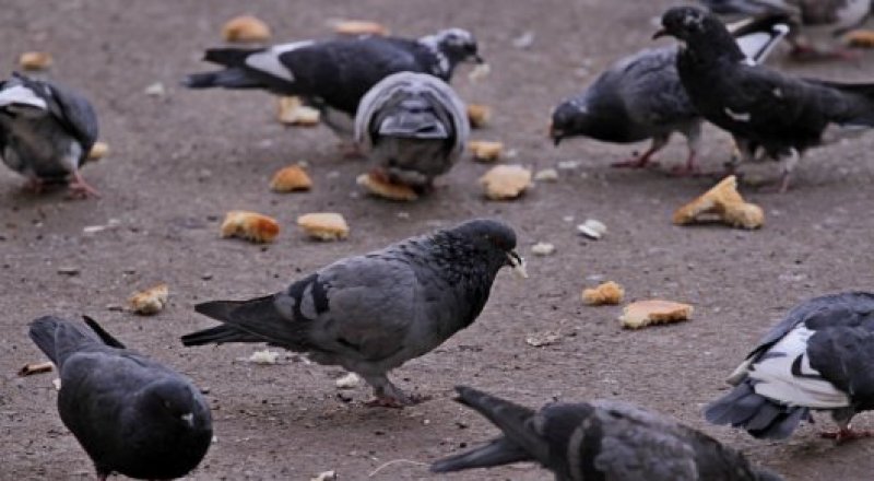 © Тұрар Қазанғапов