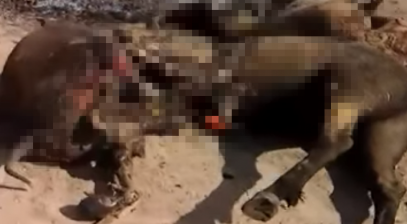 youtube.com видеосынан скриншот