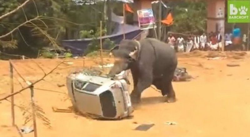 видеодан үзінді