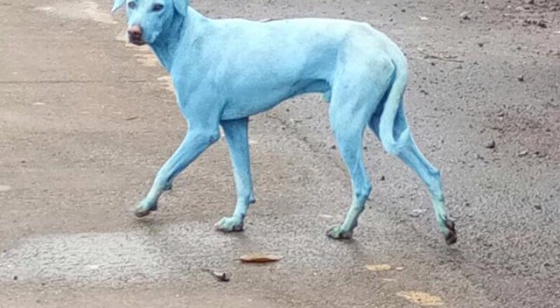 Фото: facebook.com/animalprotectioncell