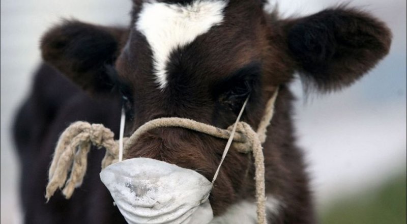 Көрнекі сурет.