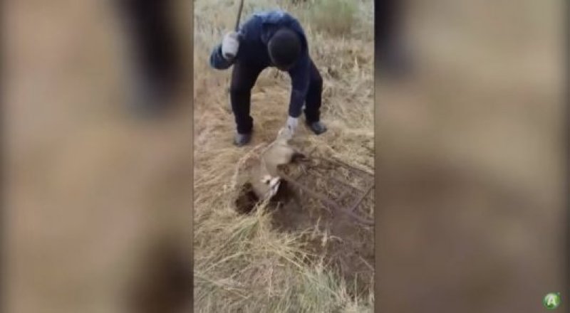 видеодан үзінді