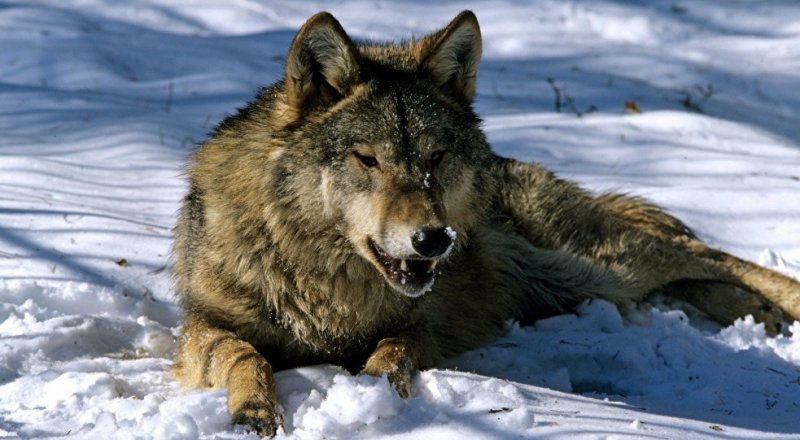 © Sputnik/ Олег Ласточкин