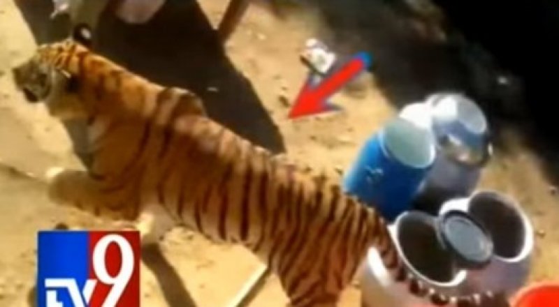 видеодан үзінді