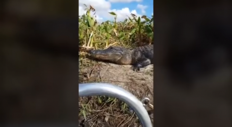 видеодан үзінді