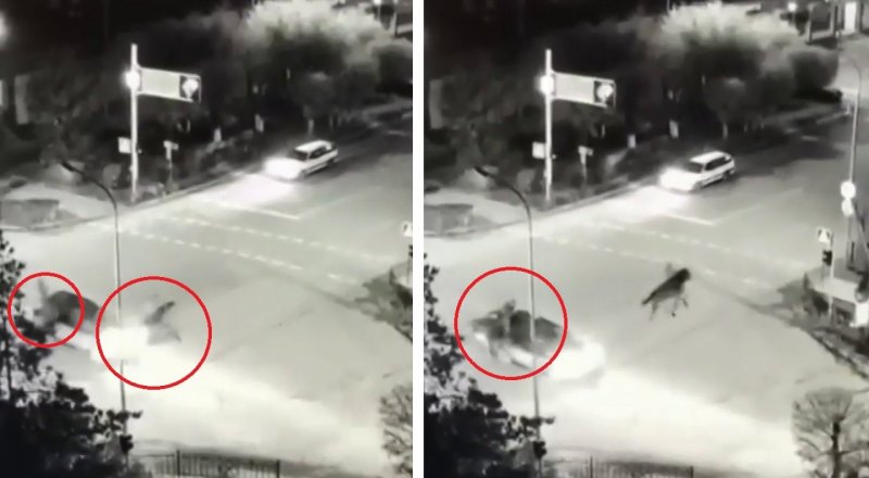 видеодан үзінді