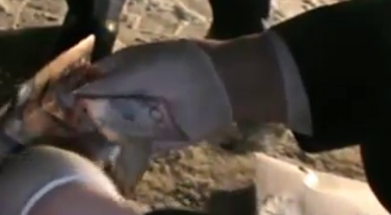 видеодан үзінді