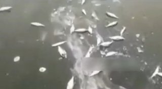 Видеодан алынған кадр