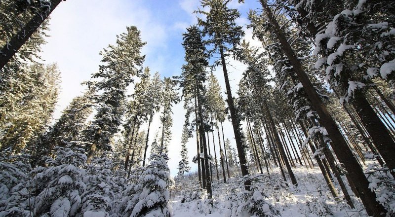 © Википедия