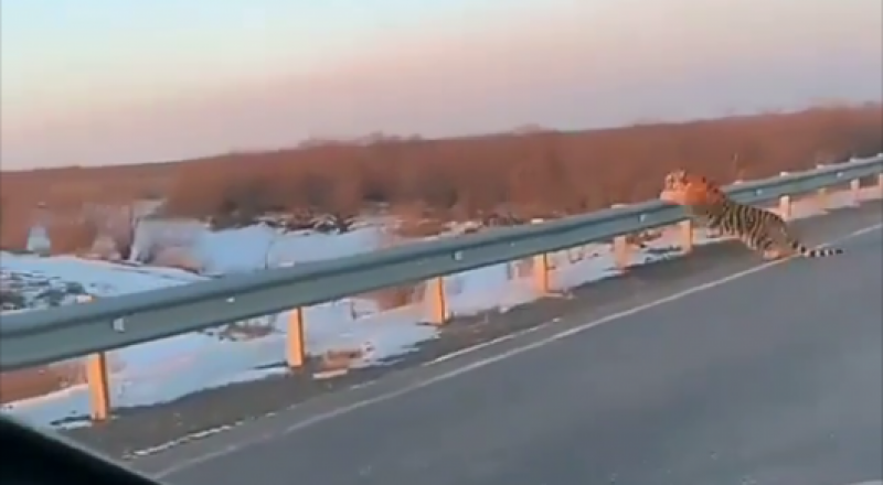 © видеодан алынған кадр