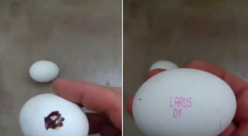 видеодан үзінді