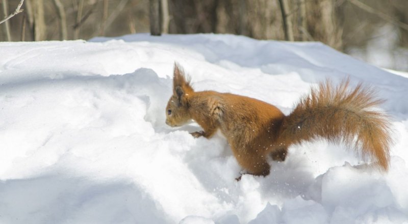 © фото: pixabay.com