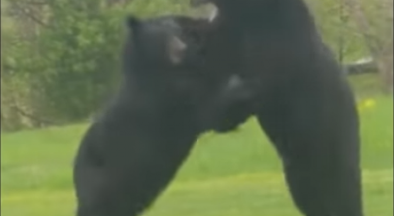 видеодан үзінді