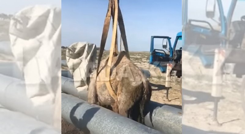 видеодан үзінді