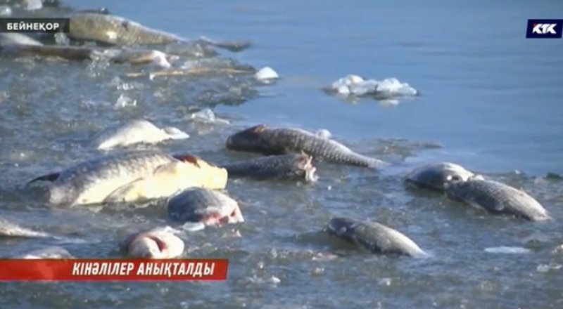 Видеодан алынған кадр © КТК