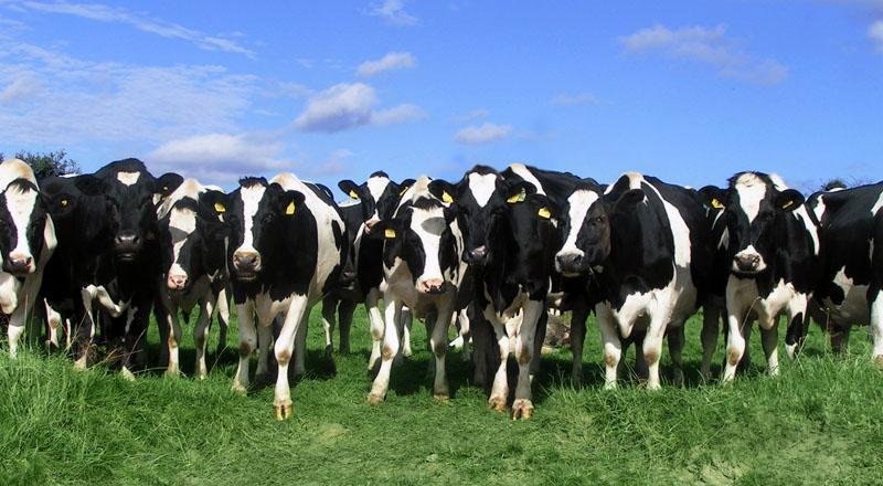 Иллюстрациялық фото