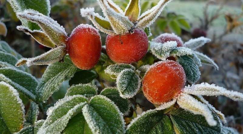 © media.slovoidilo.ua