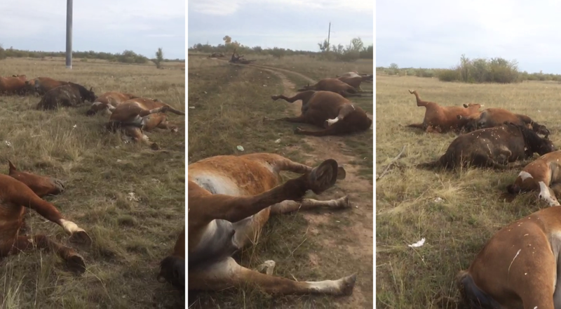 видеодан үзінді