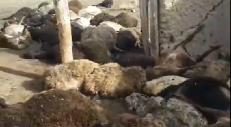 Видеодан алынған кадр 