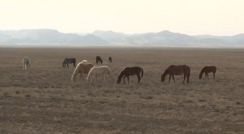 © Түркістан облыстық полиция департаментінің баспасөз қызметі