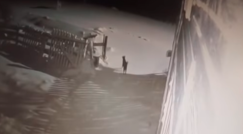 видеодан үзінді