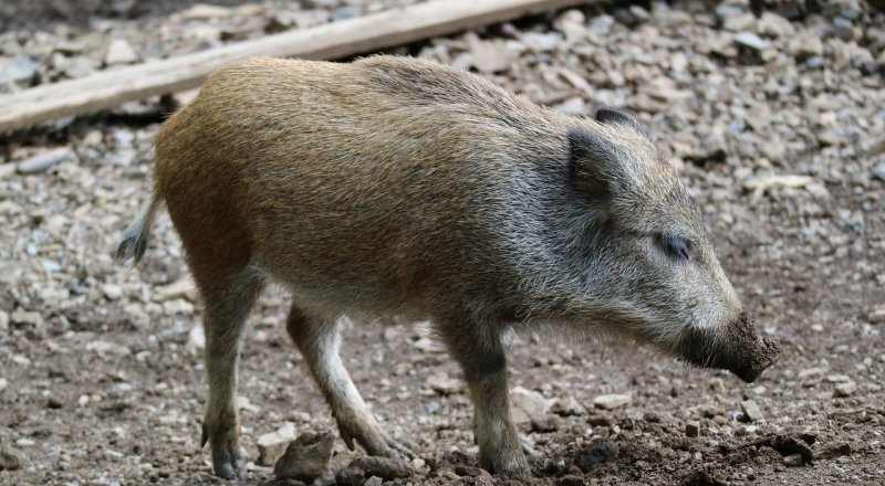 Сурет: Pixabay.com