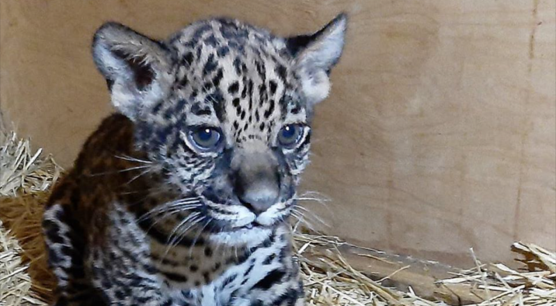 © facebook.com/ZOOAlmaty