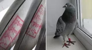 Қытай тілінде жазбасы бар көгершіндердің құпиясы ашылды