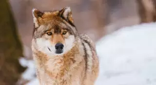 Ақмола облысында қасқырды атып өлтірген ер адам жазаланды