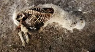 БҚО-да 50 ақбөкен қырып тастағандар бостандықта жүр