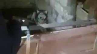 Маңғыстаулық ер адамдар хаскиді не үшін атып өлтіргені белгілі болды