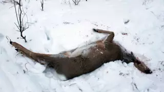СҚО-да браконьер еліктің етін паршалап жатқан жерінен ұсталды