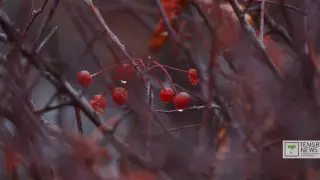 Дәрігер ерте шыққан көктемнің кімдерге қауіпті екенін айтты