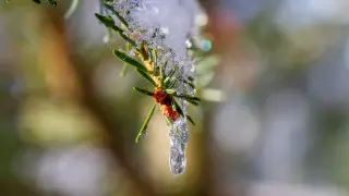 Адамзат тарихындағы ең жылы қаңтар айы 2020 жылы тіркелді