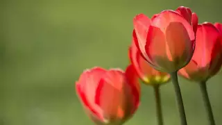 Наурызда қазақстандықтар қанша күн демалады?