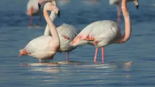 Ақтауға қоқиқаз келіп жатыр